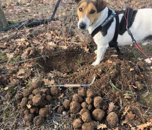friztrufflehunt