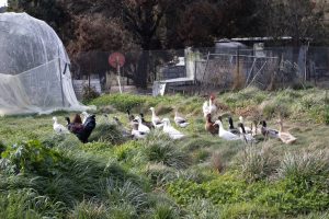 ducks in green room