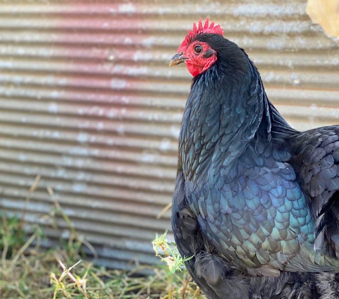 Australorp_Breeding Shot 2023