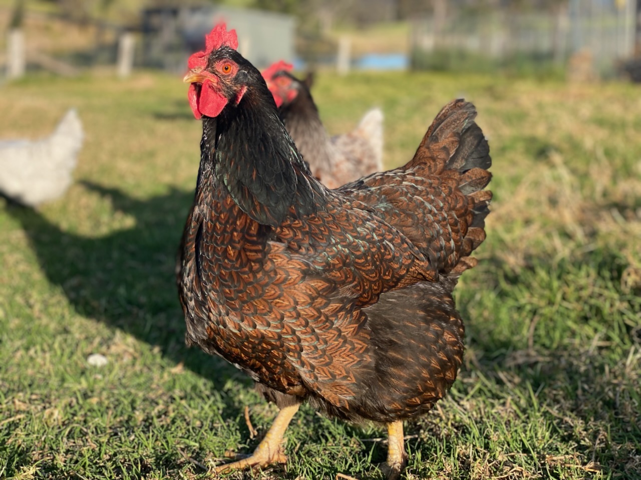 Barnvelder hen 2