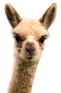 Alpaca – FOOTER