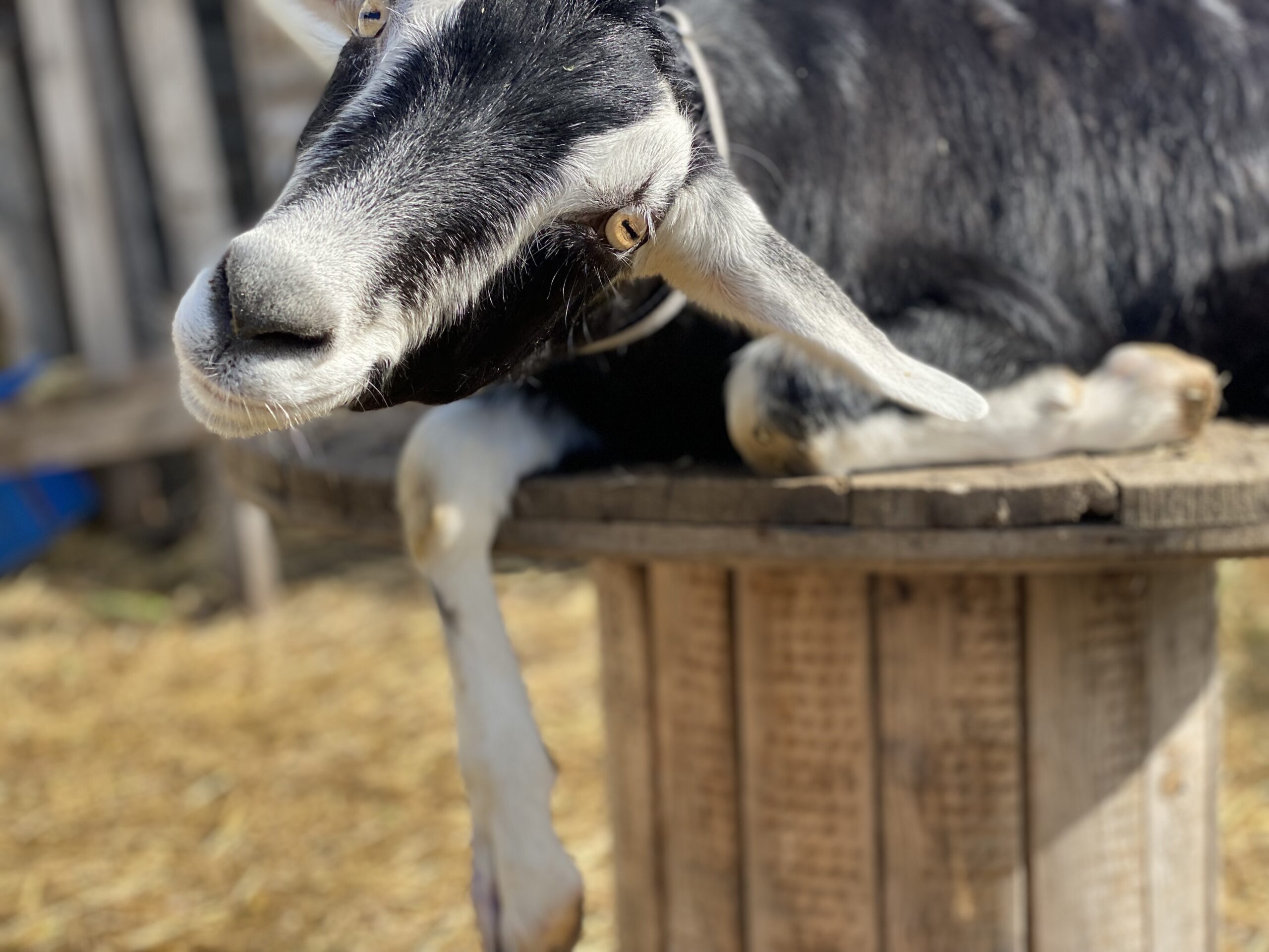 Goat Carob 1