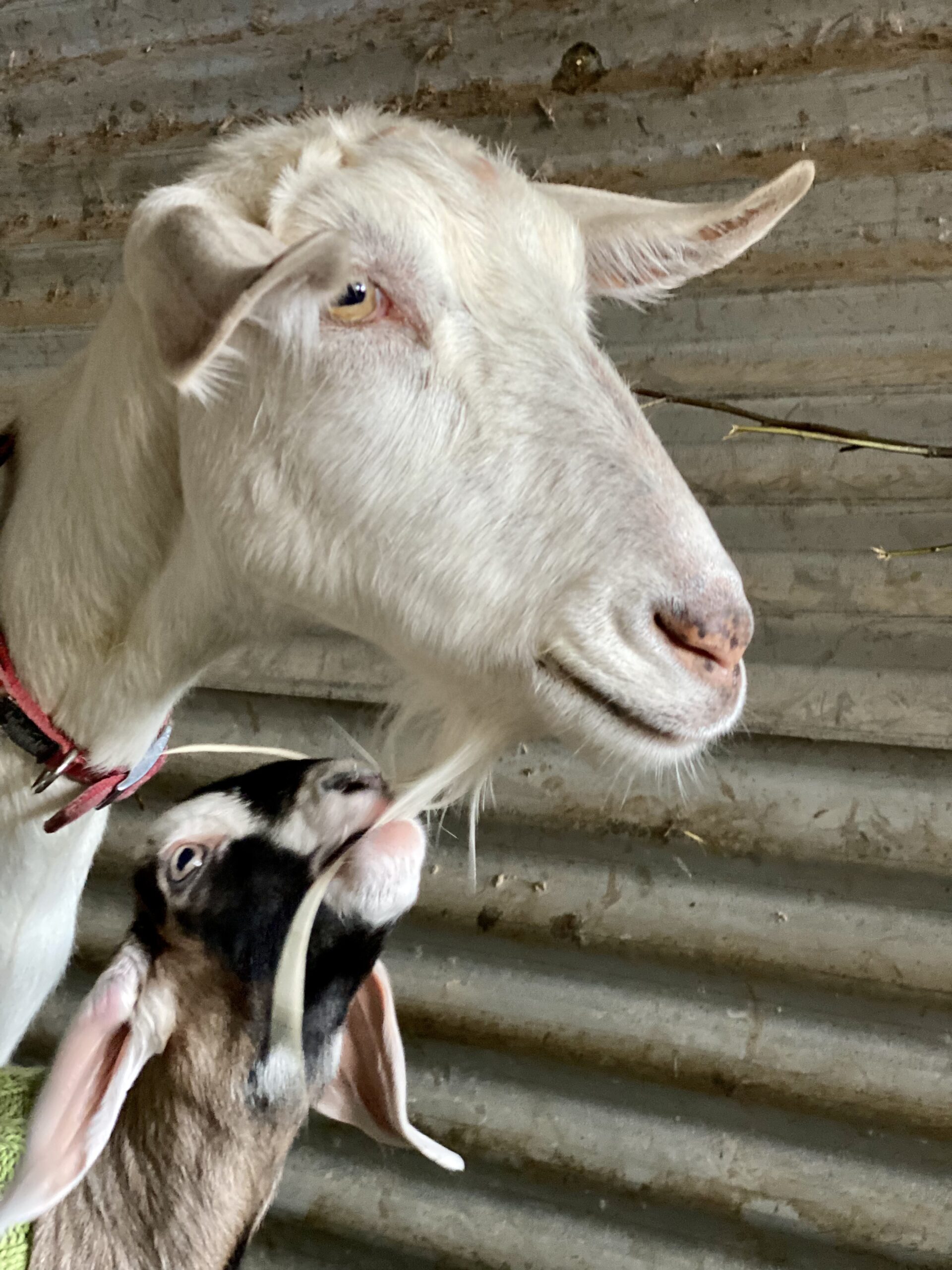 Goat Primrose with kid Sorrel