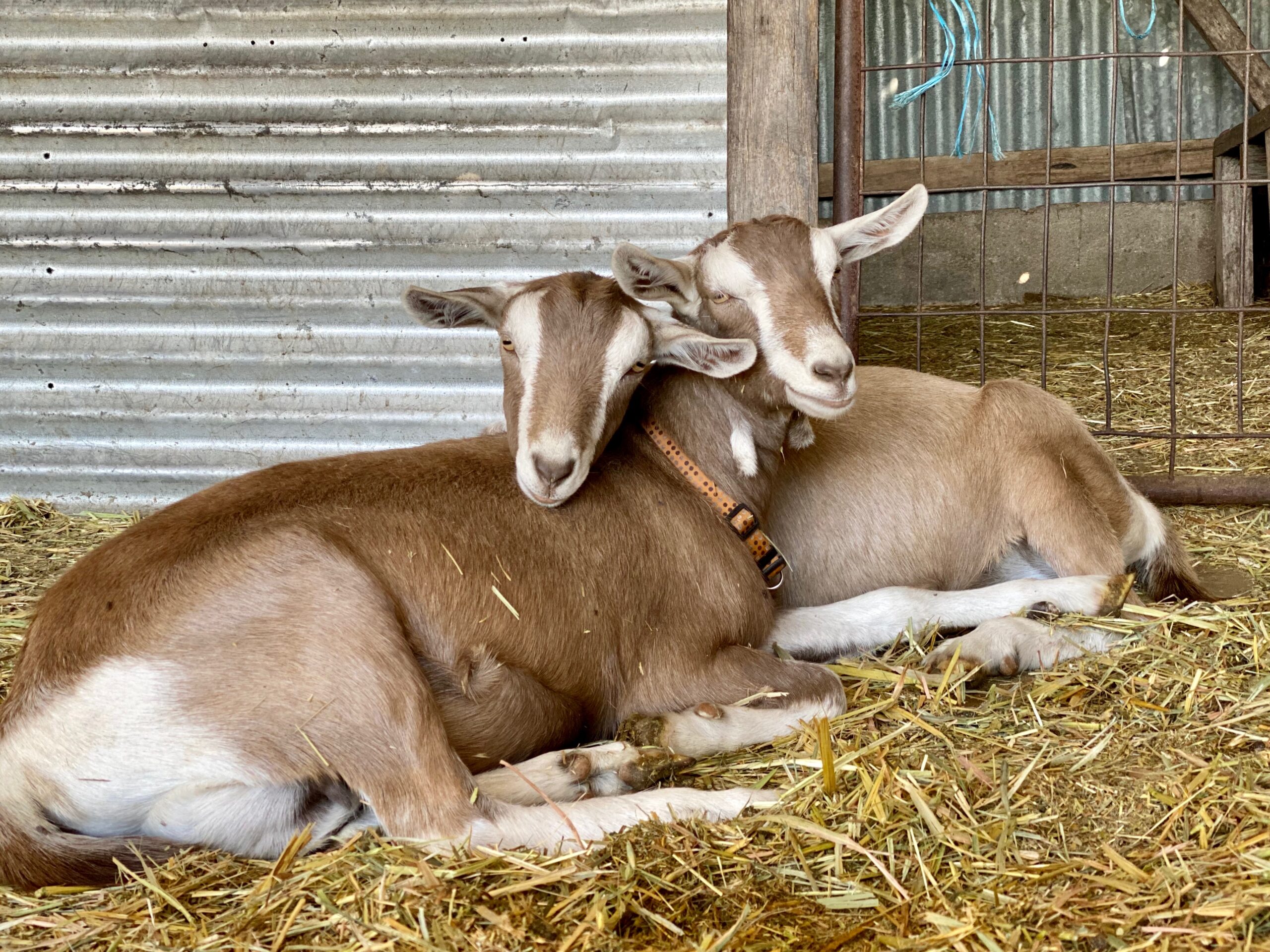 Goat Tilly & Rose