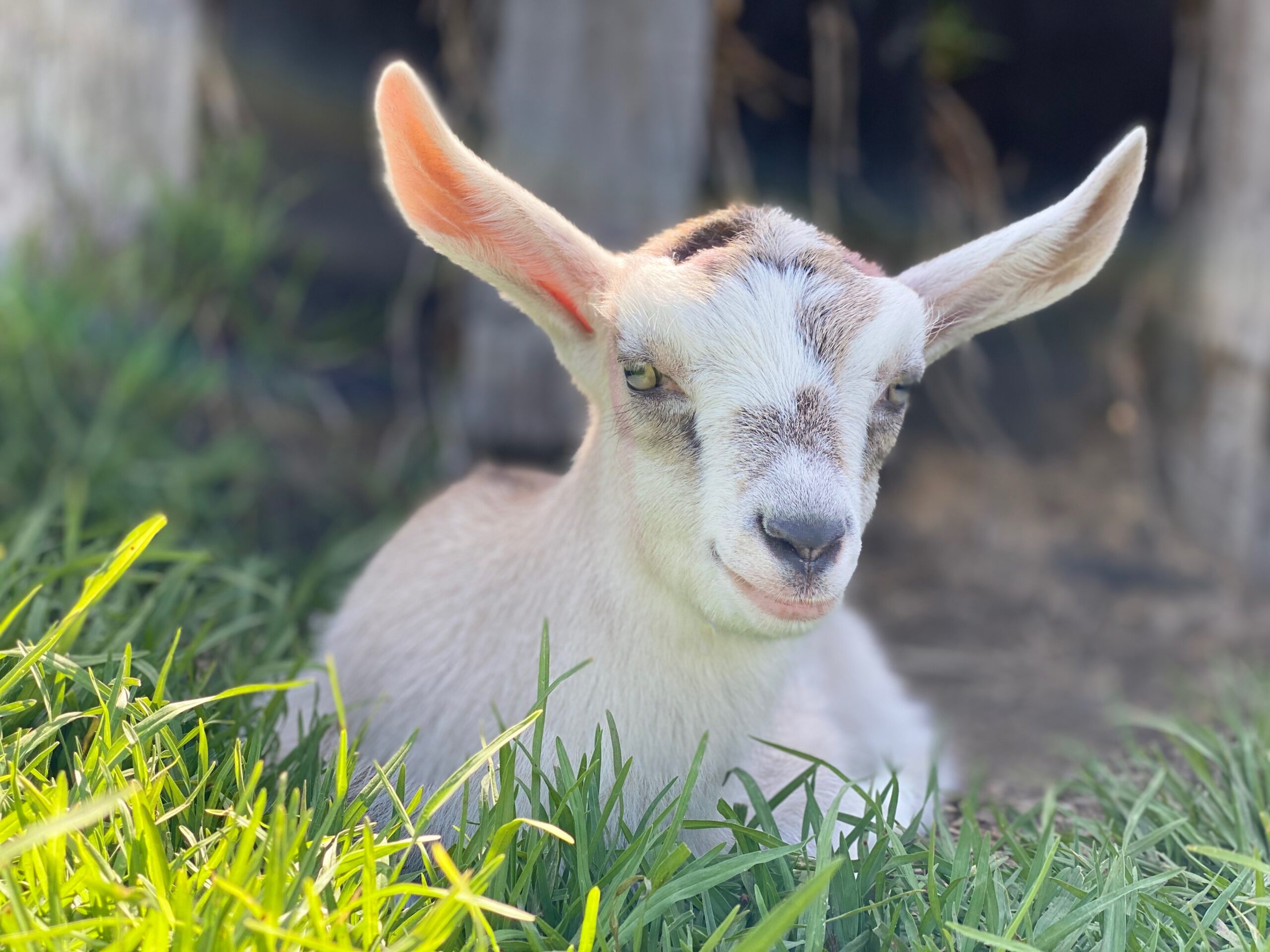 Goat kid Hoya