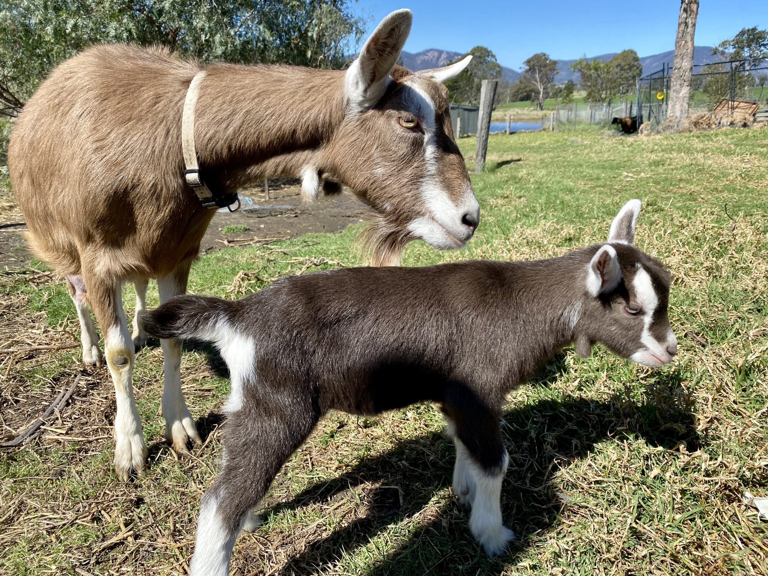 Goats Tilly & Moss