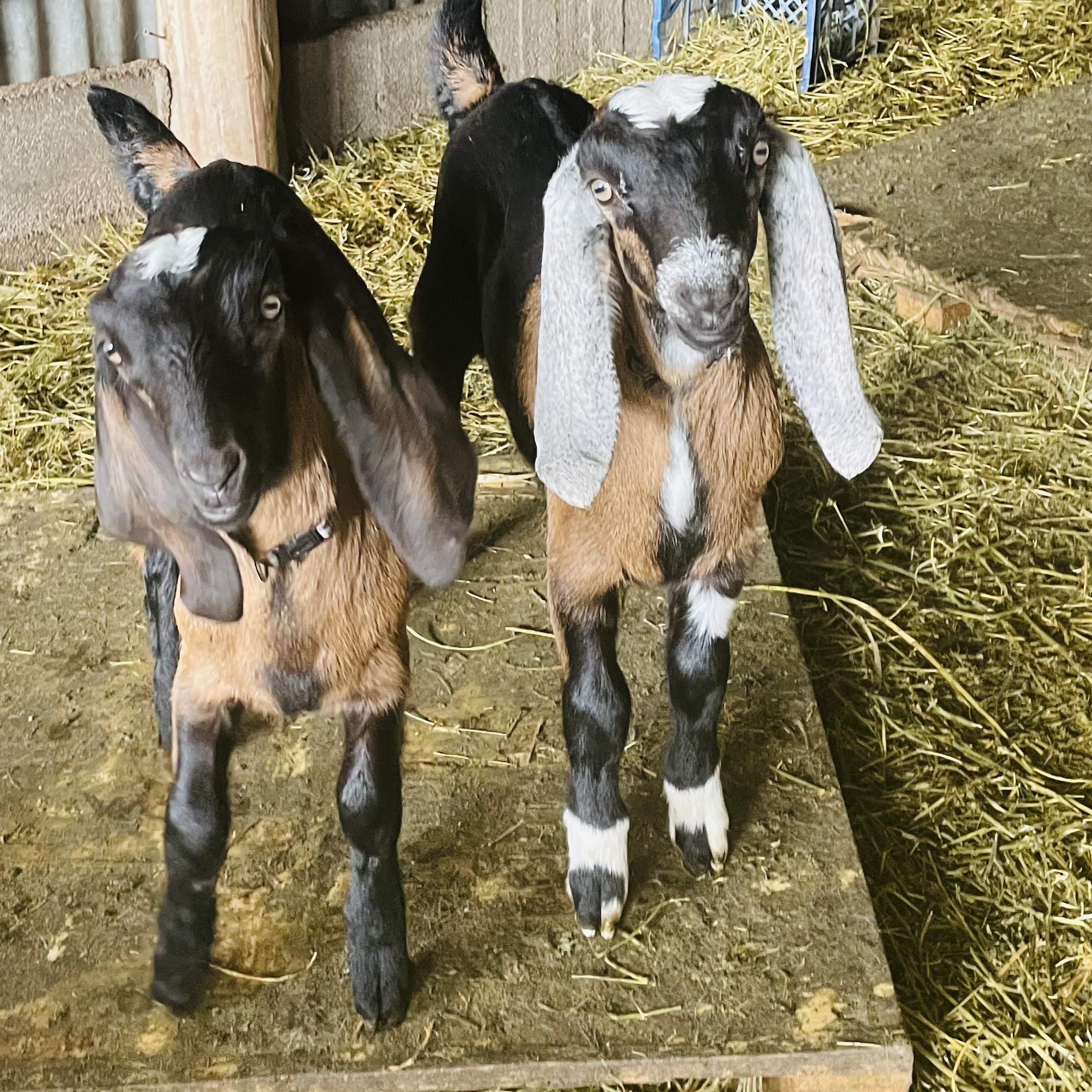 Zinnia and Zane as kids