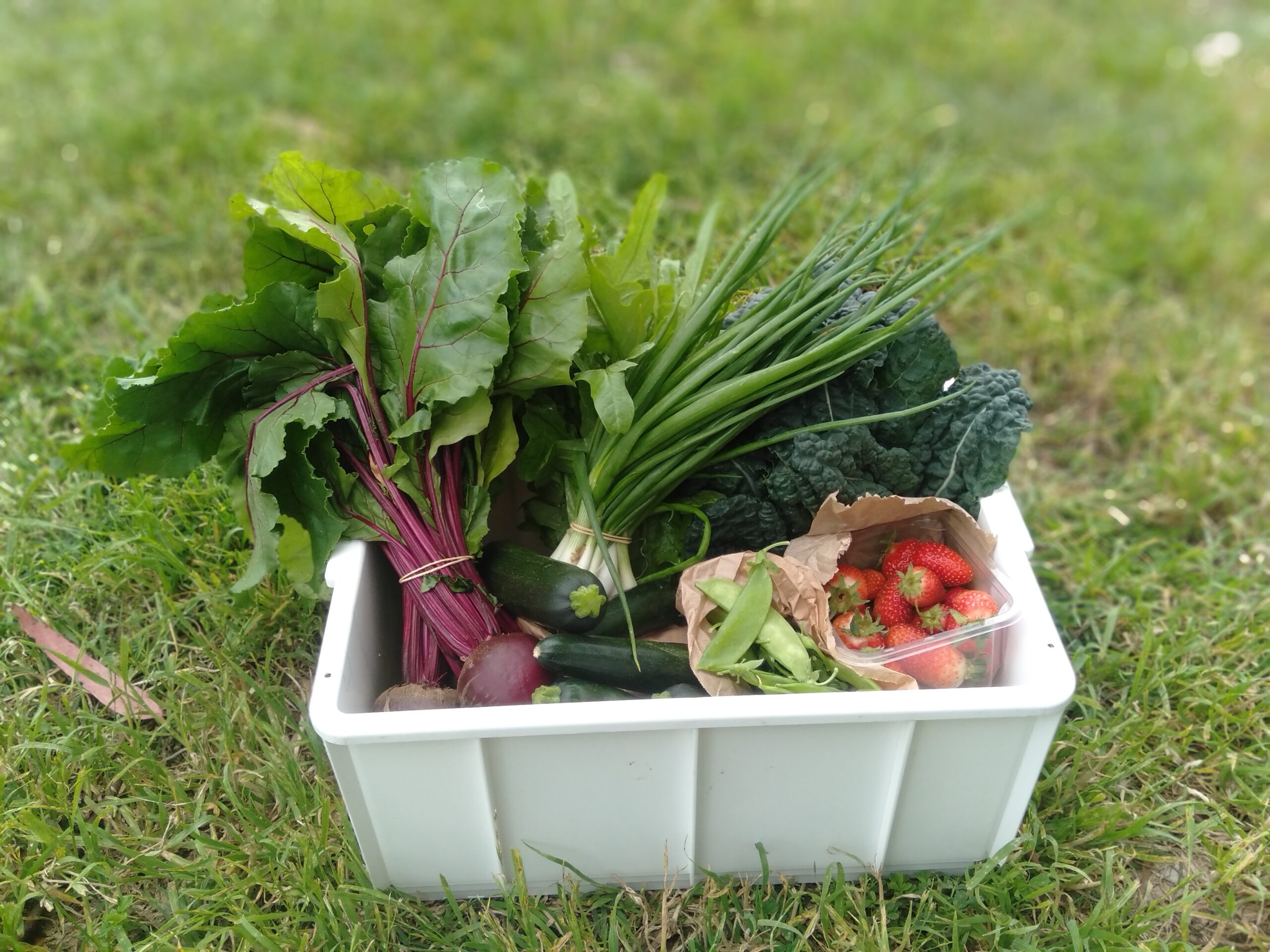 Paddock Plot Twist Trivia – Veggie Edition at Scrumpers Kitchen - Image 5