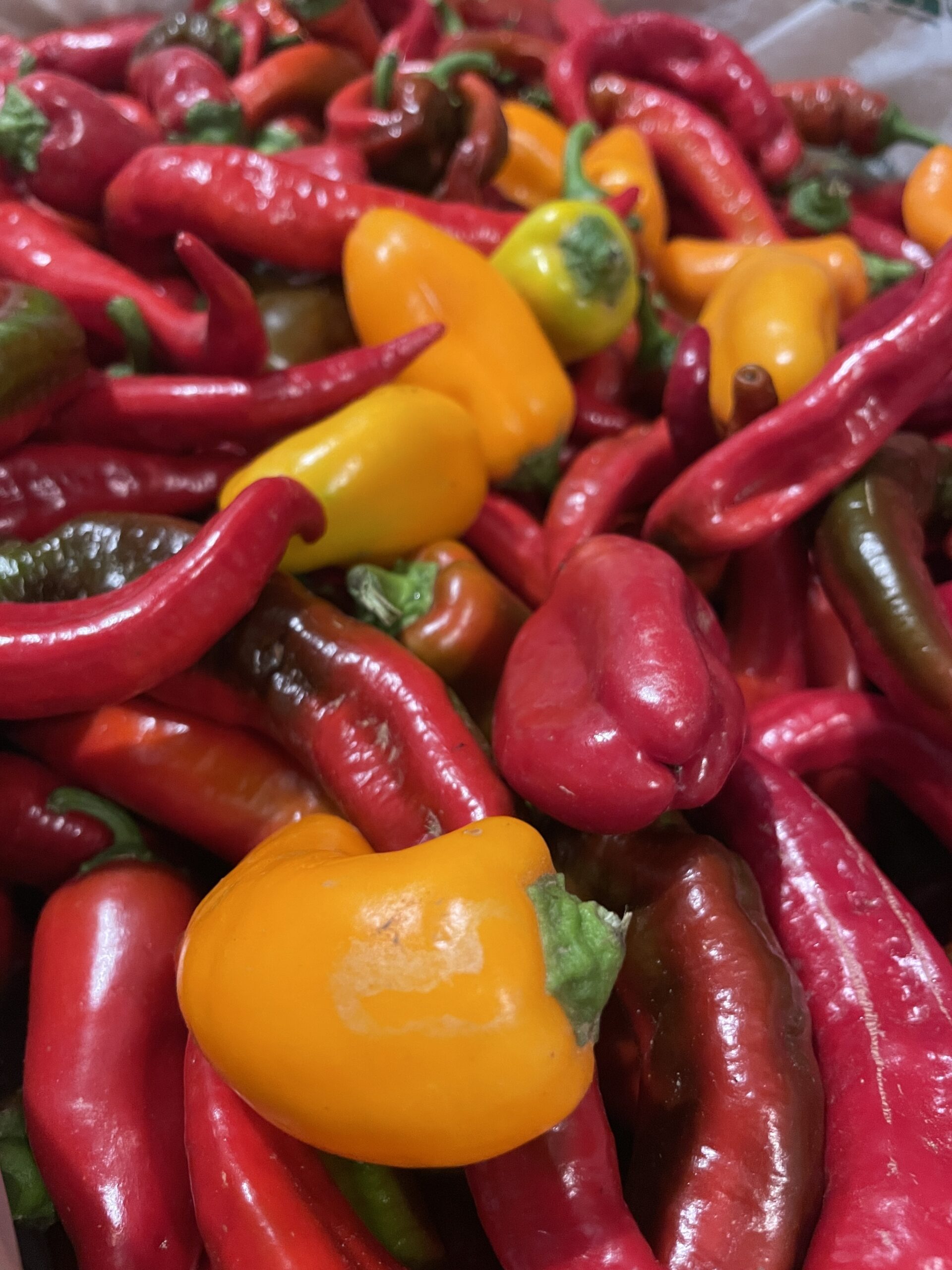 Paddock Plot Twist Trivia – Veggie Edition at Scrumpers Kitchen - Image 4