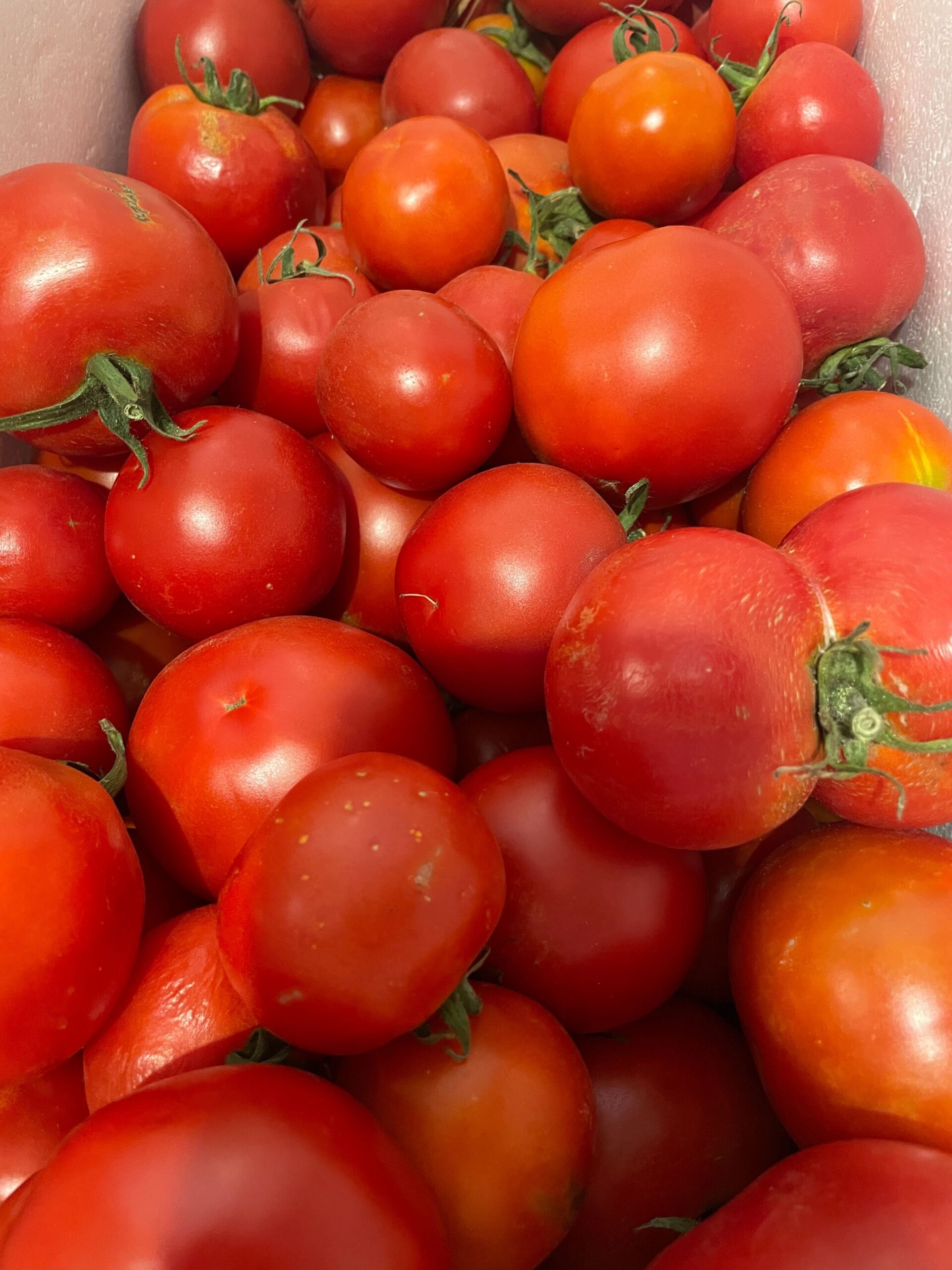 Paddock Plot Twist Trivia – Veggie Edition at Scrumpers Kitchen - Image 6